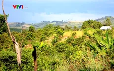 Gia Lai: Thanh tra toàn diện các ban quản lý rừng phòng hộ