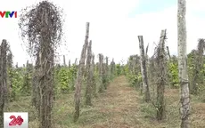 Điêu đứng vì cây hồ tiêu chết hàng loạt