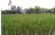 Người dân Bạc Liêu tăng thu nhập từ nghề nuôi trồng bồn bồn