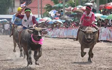 Hàng trăm chú trâu tham gia Lễ hội đua trâu thường niên ở Thái Lan