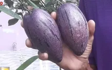 Đồng Tháp sẽ ra mắt thị trường Tết giống dưa hấu tí hon màu tím