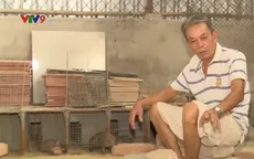 “Sống khỏe” với nghề nuôi dúi tại miền Tây