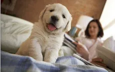 Cách vật nuôi nhận biết về thời gian