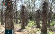 Tiêu tán nghề, tài sản, người trồng hồ tiêu Tây Nguyên điêu đứng
