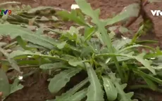 Sâm biển - Loại cây nhiều công dụng đối với sức khỏe