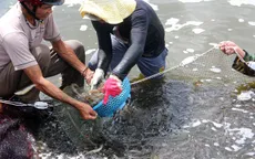 Giá tôm cỡ lớn ở ĐBSCL tăng mạnh