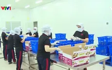 Tiền Giang sắp xuất sang Mỹ 400 tấn vú sữa Lò Rèn