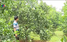 Xây dựng thương hiệu cho cam Lạc Thủy, Hòa Bình