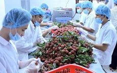 Xuất khẩu rau quả đạt 3,1 tỷ USD