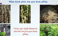 Cần khẩn cấp ngăn chặn bệnh khảm lá sắn