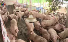 Giá lợn hơi lên xuống bất thường, người nuôi thấp thỏm lo âu