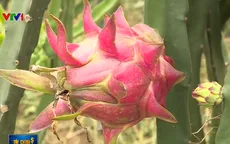 Giá thanh long giảm mạnh