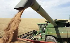 Doanh nghiệp lo đóng cửa nhà máy vì bị cấm nhập lúa mì có Cirsium arvense