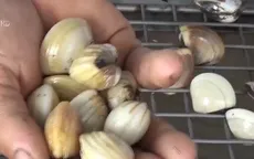 Những ngư dân đi tìm giống ngao mới