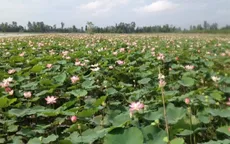 Thích nghi với lũ, nông dân chuyển từ lúa vụ 3 sang nuôi trồng nông, thủy sản