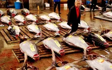 Phiên đấu giá cuối cùng năm 2018 tại chợ cá lớn nhất thế giới Tsukiji