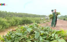 Buổi sáng tại Khu bảo tồn đa dạng sinh học cây dược liệu Đồng Tháp Mười