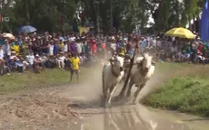 Sôi nổi Hội đua bò Bảy Núi