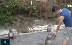 Du khách cho khỉ ăn ở Sơn Trà: Coi chừng “tiền mất tật mang”
