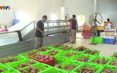 Thị trường quốc tế vẫn hút hàng thanh long sạch
