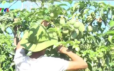 Thu mua chanh dây kiểu "xã hội đen" tại Kon Tum