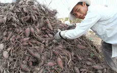 Khoai lang cần được xuất khẩu chính ngạch