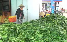 Chưa có dấu hiệu bất thường từ việc thu mua số lượng lớn lá nhàu