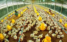 CPTPP – Thách thức của ngành chăn nuôi