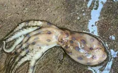 Thông tin xuất hiện loài mực cực độc ở Phú Quốc là sai sự thật