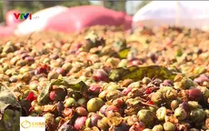 Người trồng thấp thỏm vì giá cà phê liên tục đảo chiều