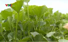 Xây dựng thương hiệu rau má Quảng Thọ với các sản phẩm chế biến đa dạng