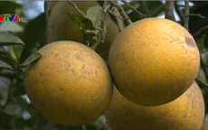 Nâng cao sản lượng và giá trị bưởi Đoan Hùng