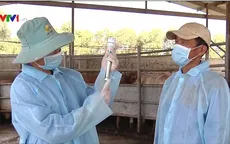 Thử nghiệm vaccine lở mồm long móng do Việt Nam sản xuất: Kết quả ngoài sức mong đợi