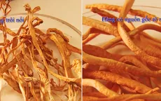Cách phân biệt đông trùng hạ thảo thật - giả