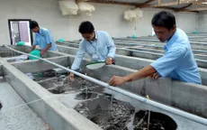Cẩn trọng mua nhầm tôm giống kém chất lượng