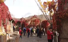 Mùa thu ngắm lá đỏ ở Cổ Trấn, Bắc Kinh