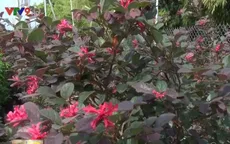 Giá cao “ngất ngưởng”, cây Hồng Phụng vẫn được nhiều người săn tìm