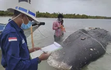 Chưa tìm ra nguyên nhân cá voi chết tại Indonesia