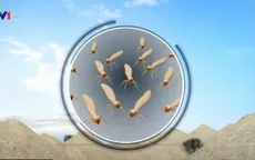 Phát hiện hơn 200 triệu gò mối tại Brazil