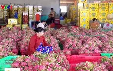 Gian nan xuất khẩu nông sản chính ngạch sang Trung Quốc
