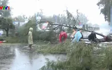 Ảnh hưởng bão số 9, TP Vũng Tàu mưa lớn, hàng loạt cây xanh ngã đổ