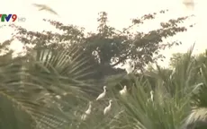 Hàng nghìn con cò bay tới vườn nhà người dân