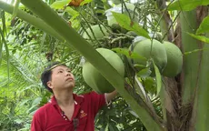 Dừa lọt top trái cây xuất khẩu cao nhất