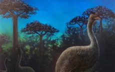 Chim voi là loài ăn đêm và bị mù