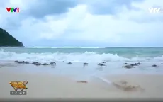 Những người cha chăm sóc cho hàng nghìn chú rùa con mỗi năm tại Côn Đảo