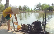 Người nuôi tôm gặp khó khăn vì thiếu điện