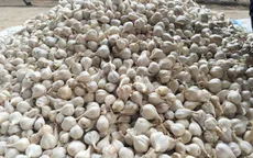 Kinh nghiệm nhận biết tỏi Lý Sơn chính hiệu