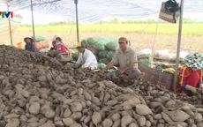 Vĩnh Long: Hơn 4.000 hecta khoai lang không đầu ra