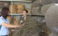 Hiệu quả mô hình nuôi gà thảo mộc không kháng sinh