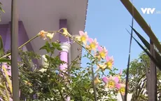Ghé thăm vườn hoa độc sắc của người đàn ông yêu màu tím ở Đồng Tháp